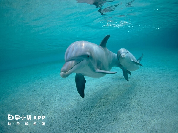 孕妇梦见海豚没什么预兆