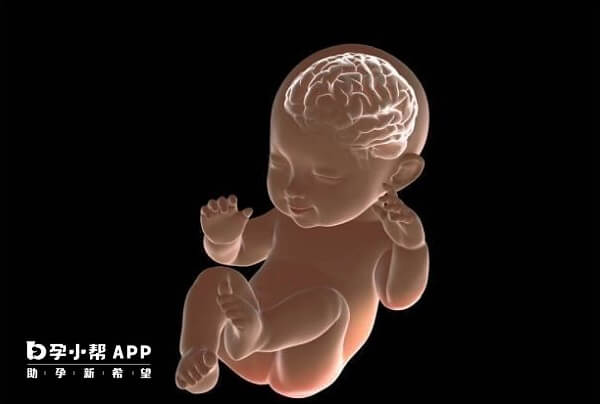 孕妇补充dha能促进胎儿大脑发育