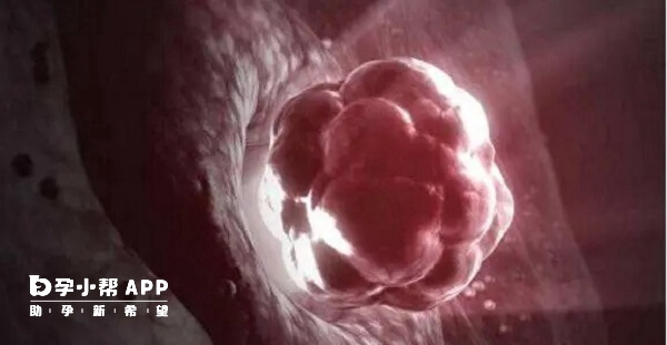 试管移植使用醋酸泼尼松片能促进胚胎着床