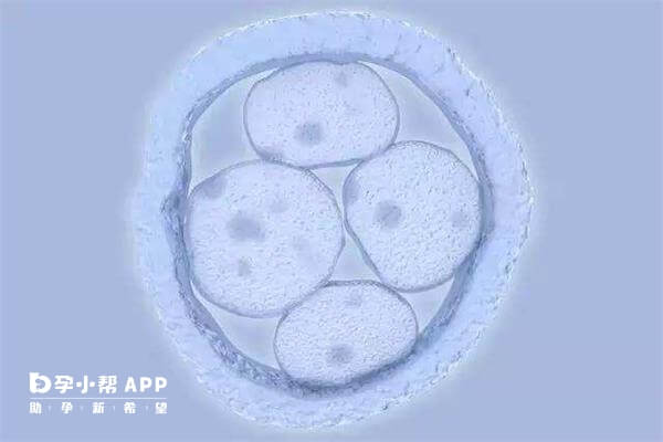 八细胞融合胚胎和囊胚的区别，移植哪个好对比质量就知道