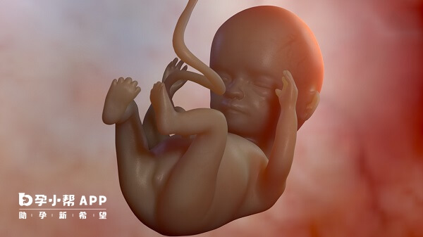 孕期适当服用润康可促进胎儿脑部发育