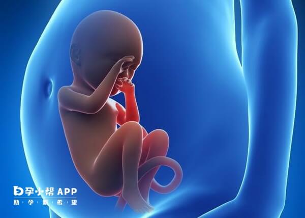 胎儿可以在宫内变换体位