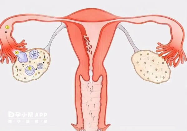女性服用替勃龙片有养护卵巢的作用