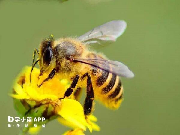 梦到蜜蜂不是生男孩预兆