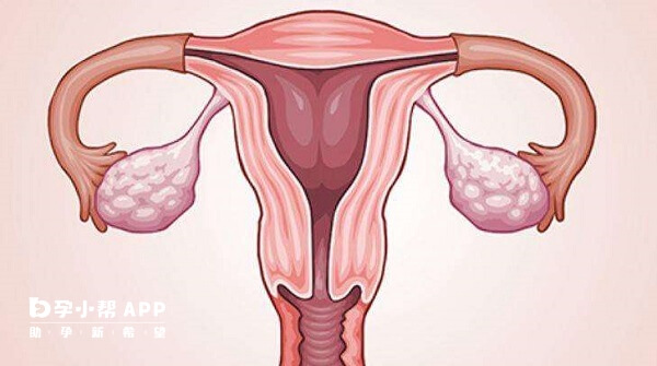 安今益与克龄蒙含有雌激素能促进子宫发育