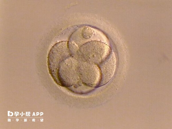 囊胚5bc位于中上水平