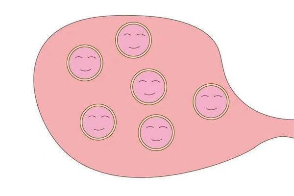 女性正常基础卵泡数目是3-10个