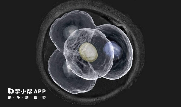 胚胎质量是决定试管是否成功的关键因素