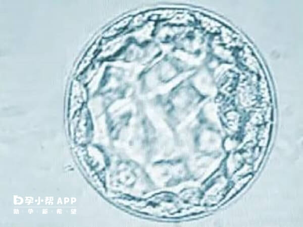 4ba囊胚是优质胚胎