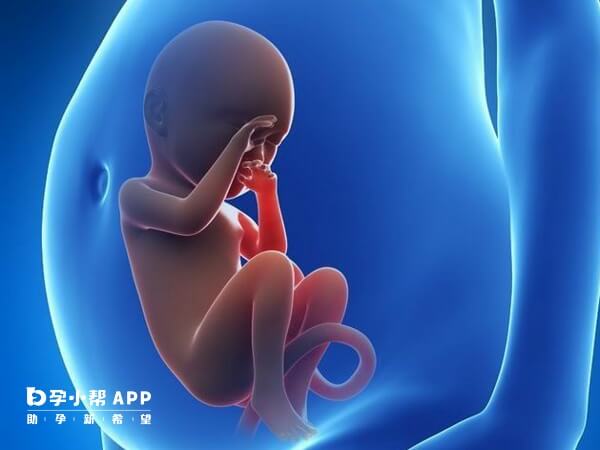 胎动是胎儿在孕妈子宫中的活动