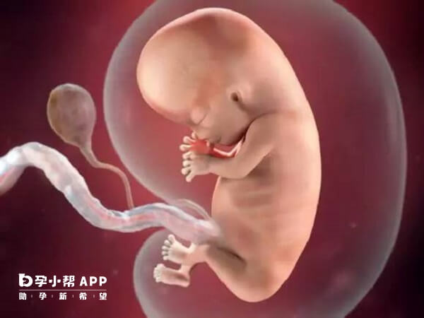 怀孕40-50天有胎芽