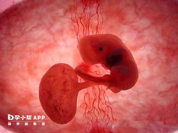 怀孕20天胚胎图片图片