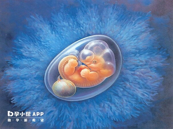 胎停后同批胚胎可用作二次移植