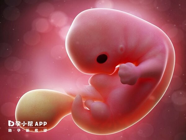 胚胎发育慢胎心正常有希望