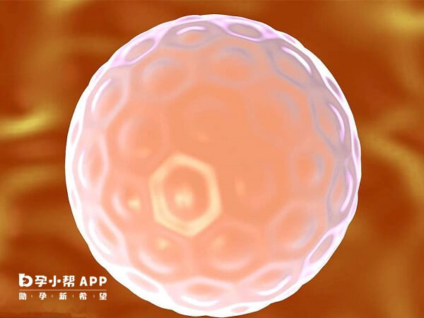 养囊胚移植成功率高于冻胚