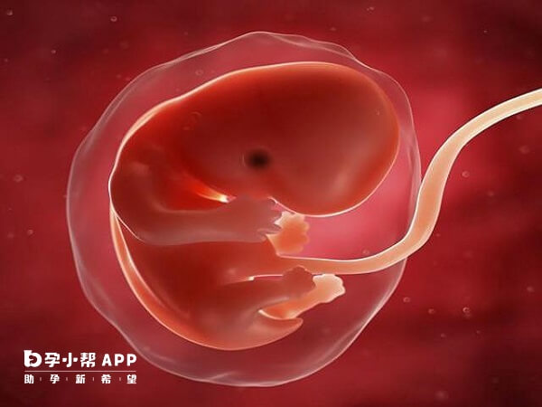 马赛克胚胎可能生畸形儿