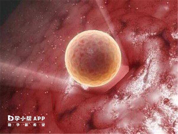 鲜胚移植第二天继续发育成囊胚