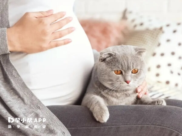 孕期可以养猫狗