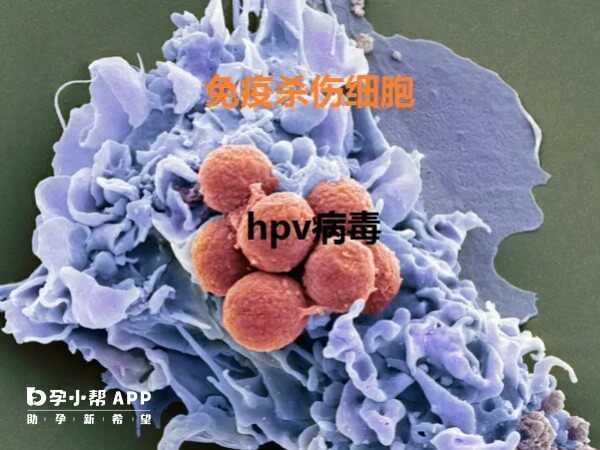 吃维生素C对HPV病毒无用