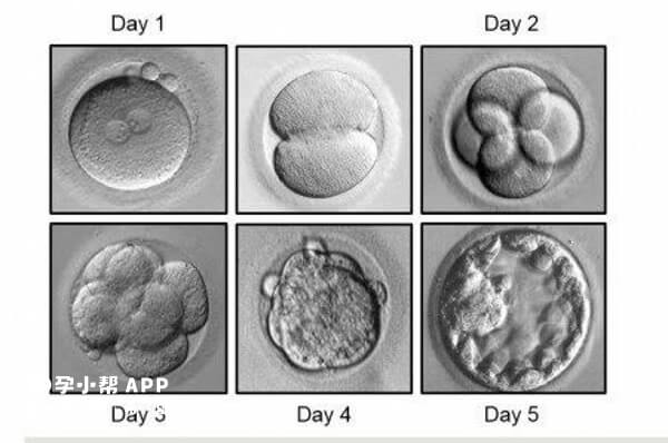 胚胎发育情况