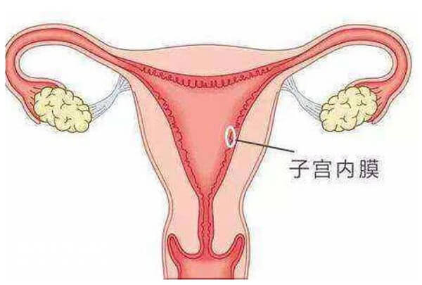 不同时期子宫内膜厚度不同