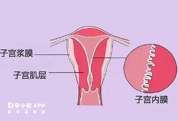 子宫内膜正常厚5-12mm