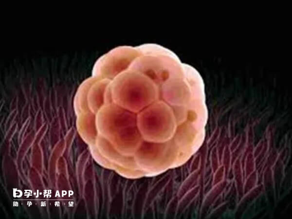 桑葚胚发育成囊胚几率很大