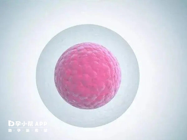 卵子透明带异常可能是基因问题