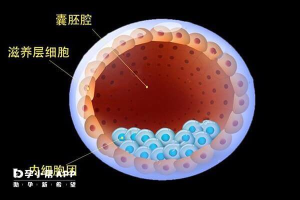 囊胚结构示意图