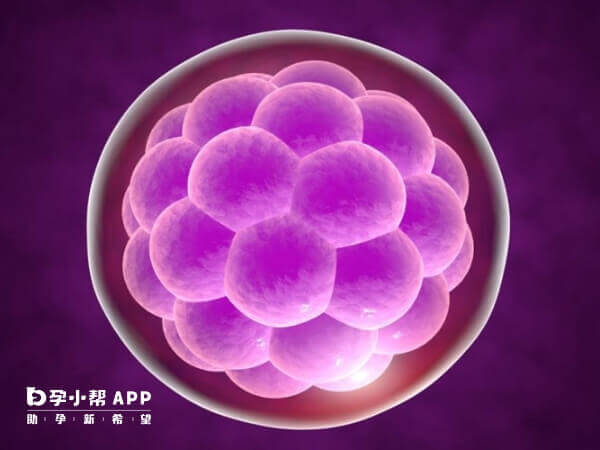 opn胚胎养成了囊胚可以移植