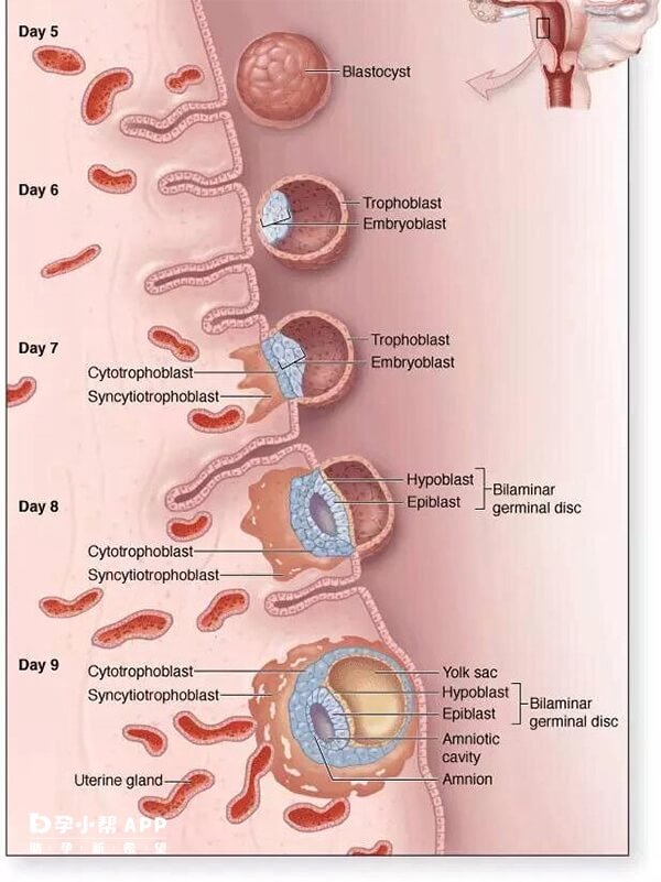 培养5天的囊胚着床过程