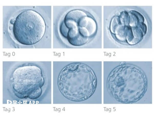 10细胞和6细胞胚胎移植效果都一样