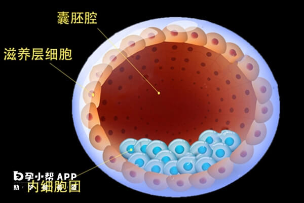 囊胚评分有三大指标