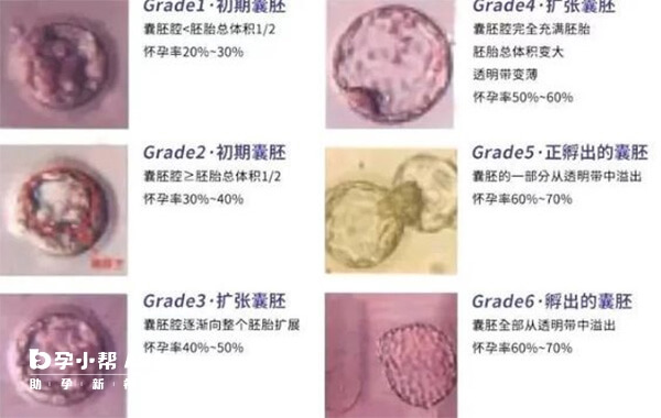 1-6级囊胚情况表