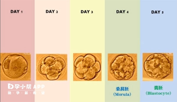 而胚胎质量是着床失败原因之一,胚胎级别可以按质量依次排列,分为a级