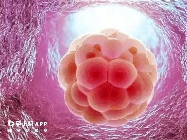 胚胎移植后应该避免剧烈运动