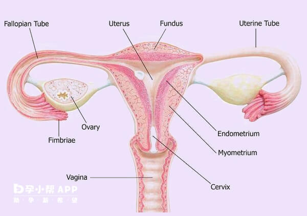输卵管堵塞做试管不会宫外孕