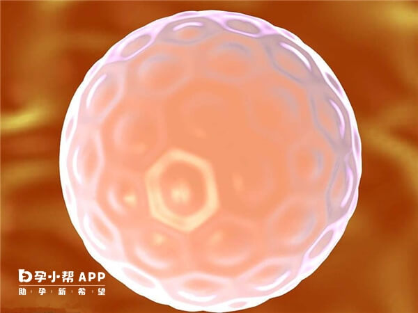 窗口期移植胚胎成功率提高