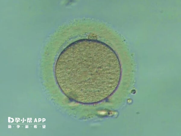 0pn胚胎是没有受精