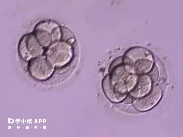 1pn胚胎可以正常发育