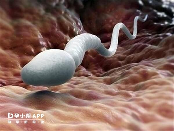 测男子y精子可以做精液常规检查
