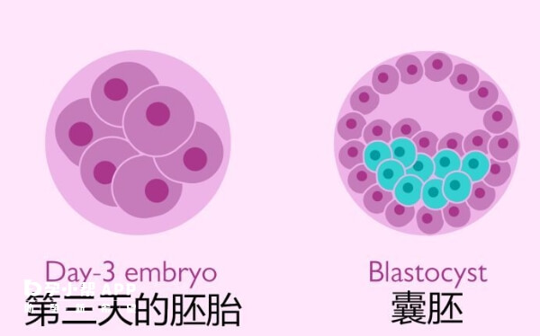 2pn能养成几级囊胚是不定的