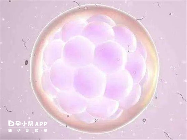 三级胚胎着床后发育不一定慢