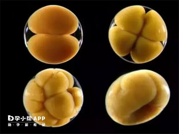 鲜胚质量一般达到一级二级医生才会移植