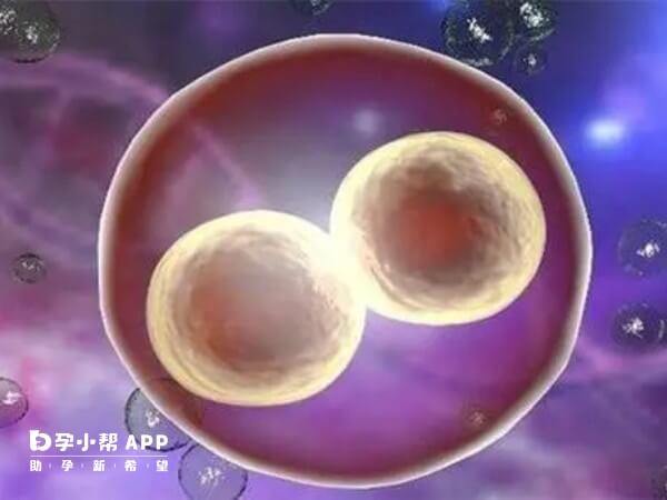 移植一个鲜胚后不一定会裂变成两个