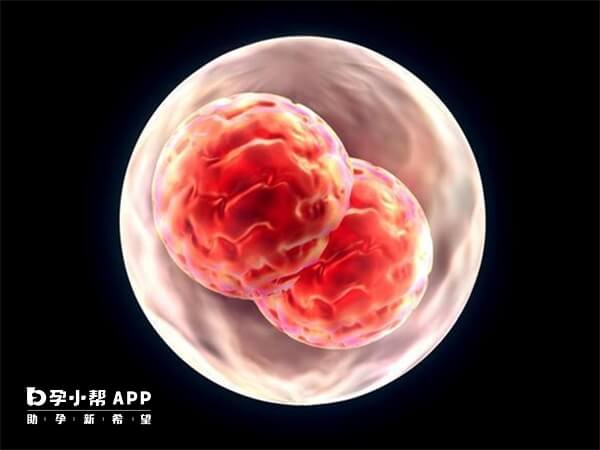 4个卵泡配几个胚胎受卵子质量影响