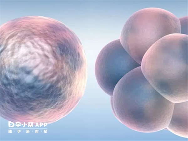 7b胚胎移植成功率50%左右