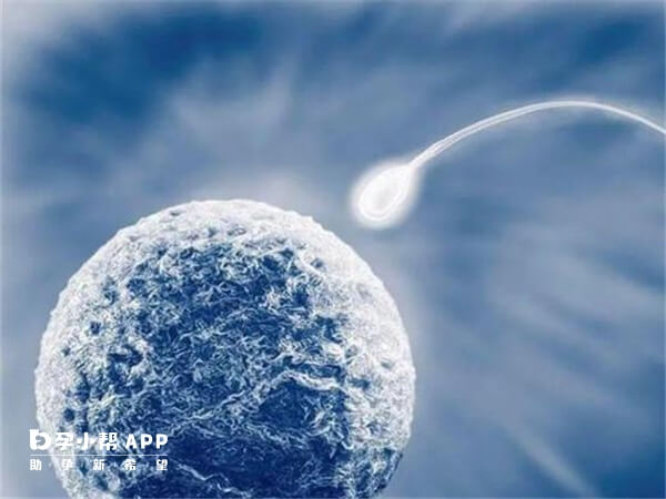 8细胞胚胎可以养囊