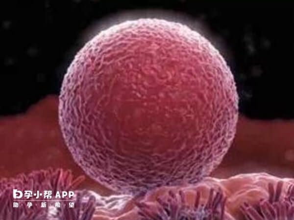 融合胚胎移植成功率高