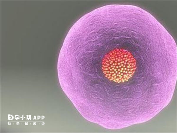 空卵泡与卵巢功能异常有关系